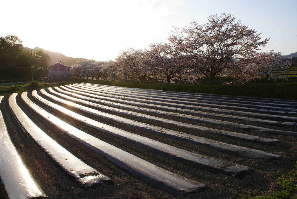 桜　DSC02507