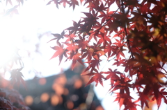 ２０１３　紅葉２