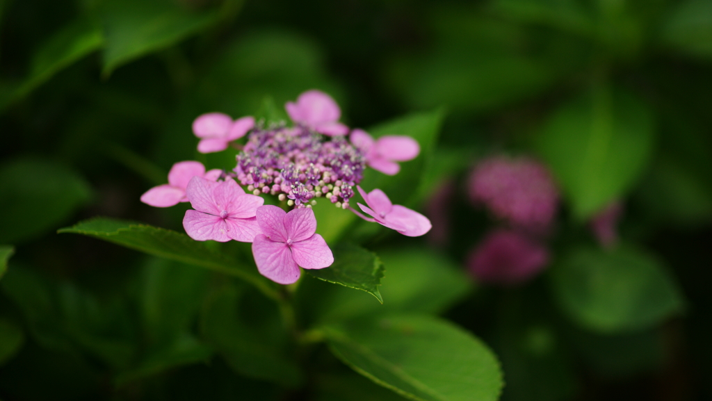紫陽花　DSC06732