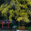 神社　DSC06859