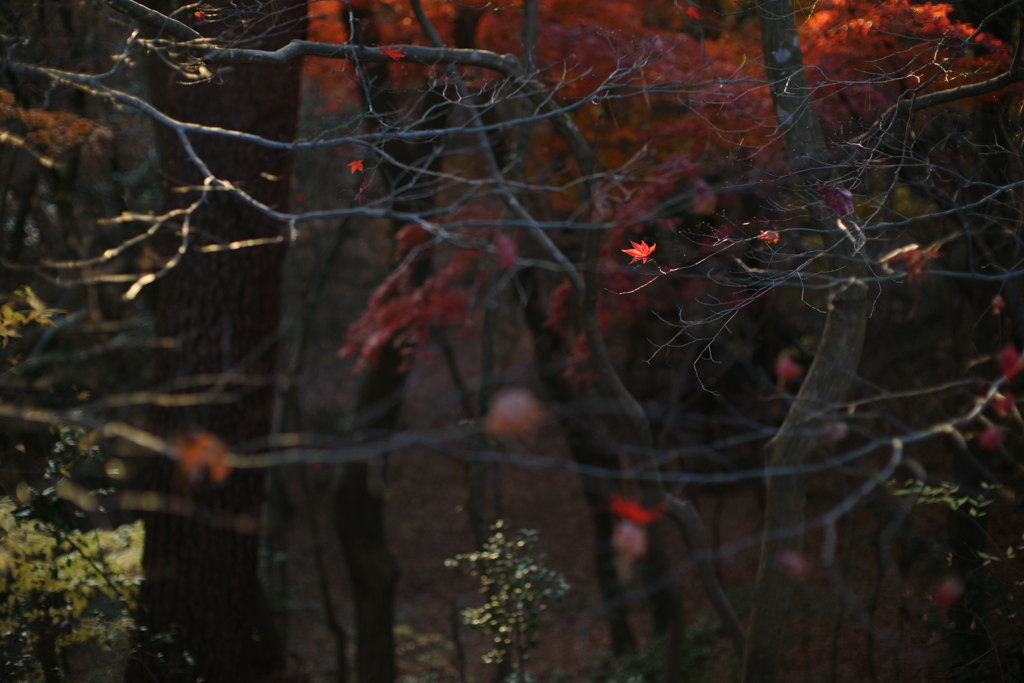2016　紅葉１１