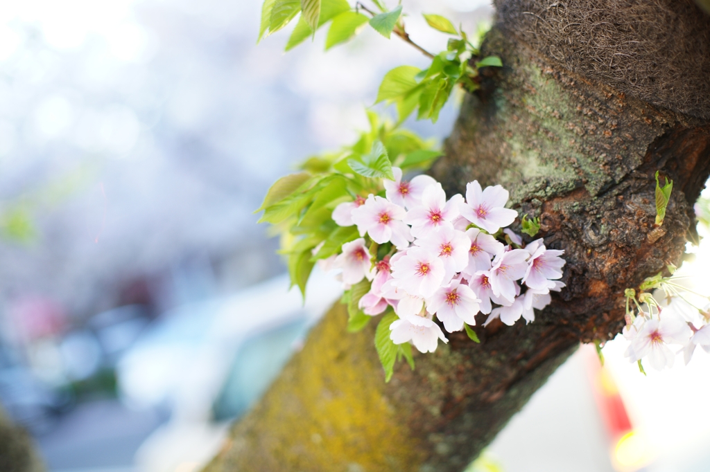 ２０１２　桜　＃３