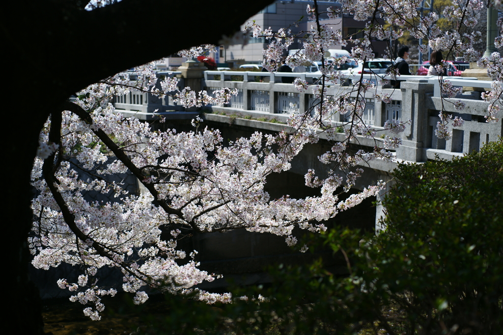 2020　桜　４