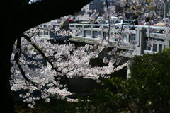 2020　桜　４