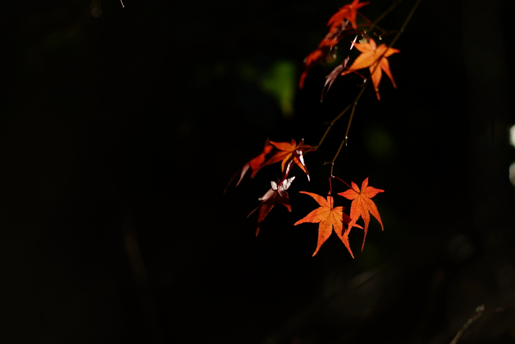 紅葉　DSC02433