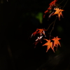 紅葉　DSC02433