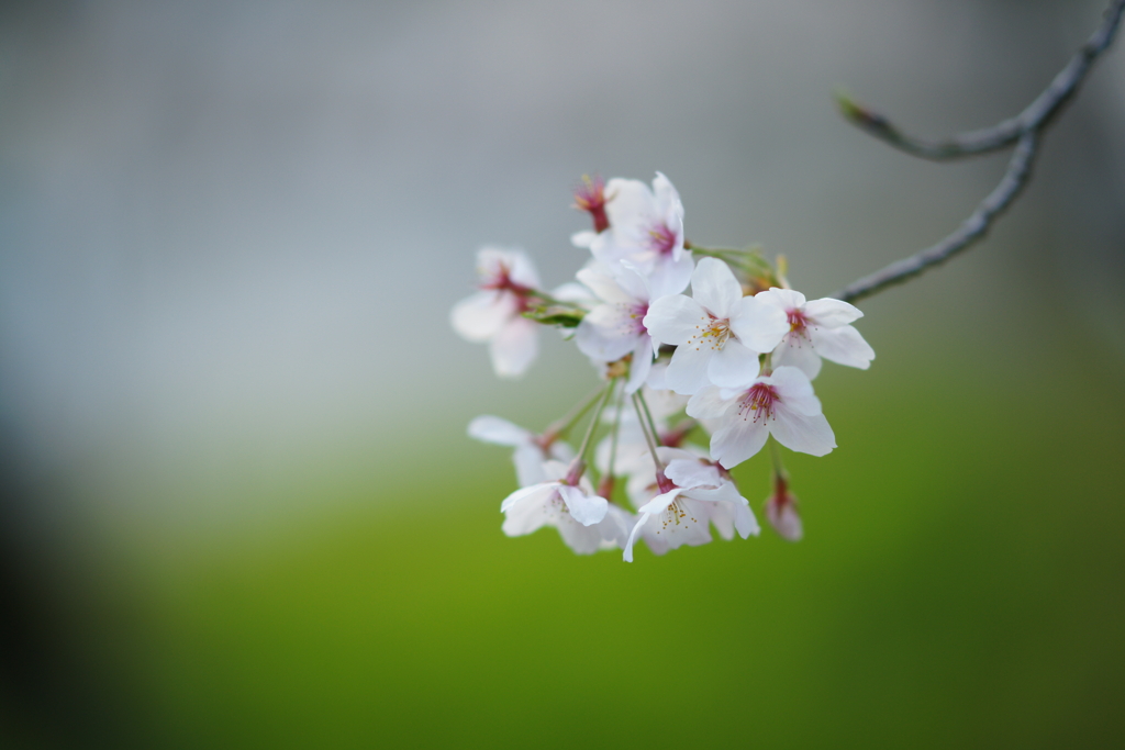 桜 DSC02399