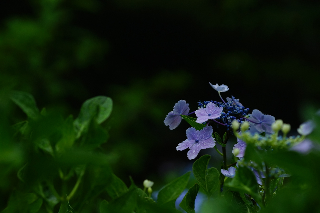 紫陽花　DSC01885