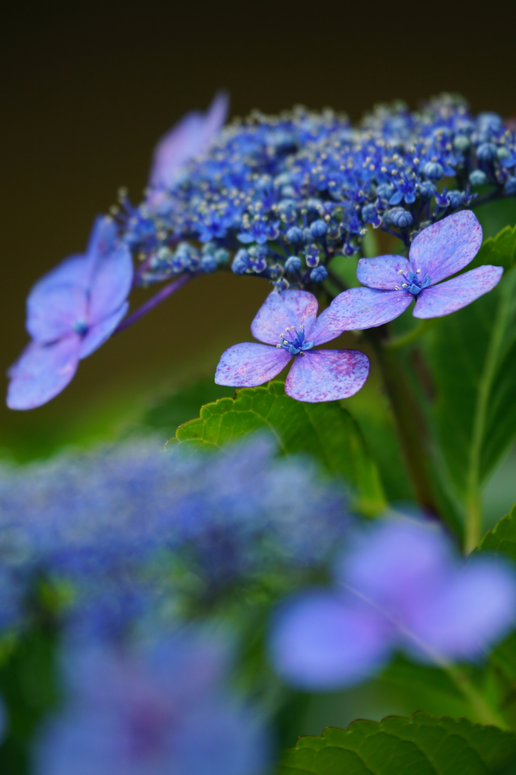 紫陽花DSC02255