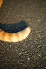 猫２