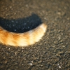 猫２