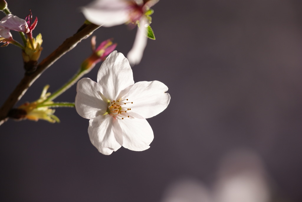 桜１
