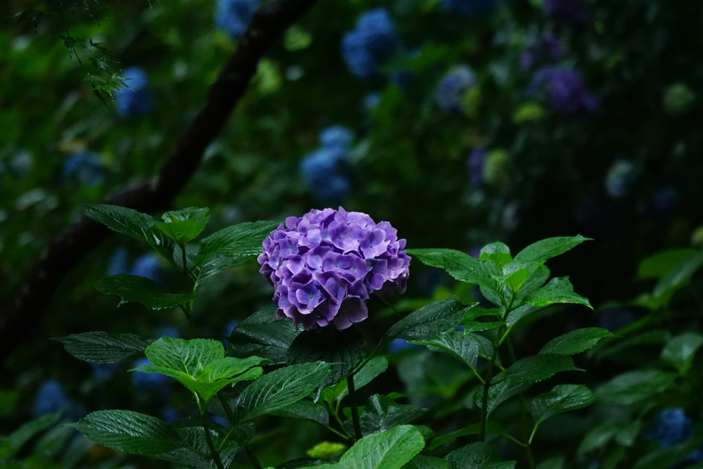 紫陽花　DSC03307