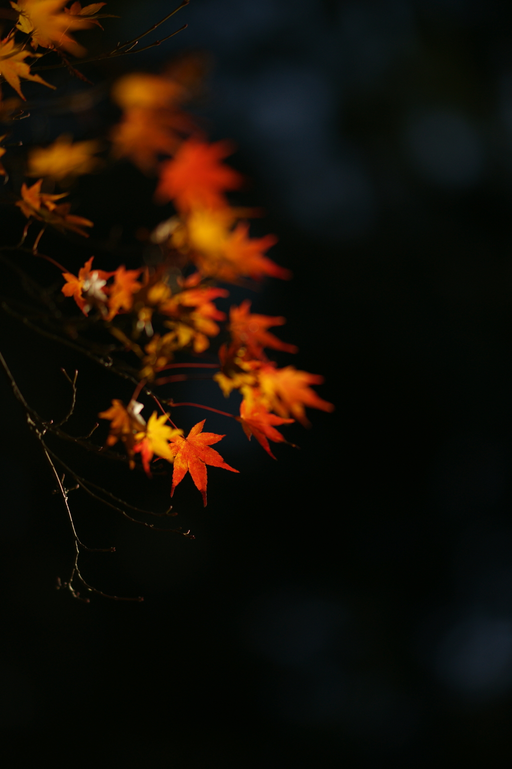 紅葉DSC01789
