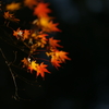 紅葉DSC01789