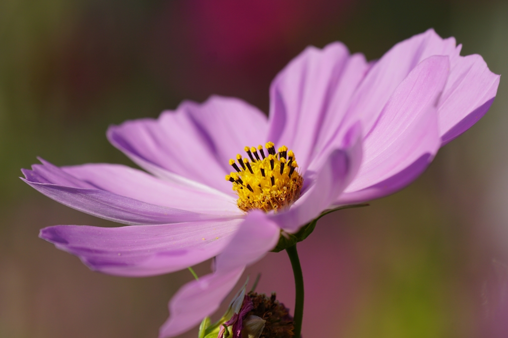 秋桜　DSC09071