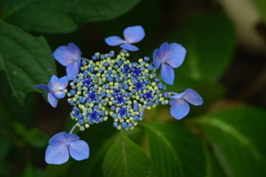 紫陽花　DSC02221