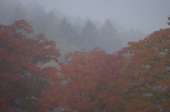 ２０１３　紅葉２７