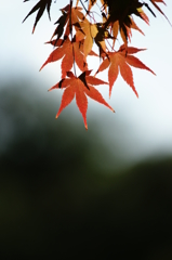 ２０１３　紅葉２０