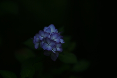 紫陽花 DSC03097