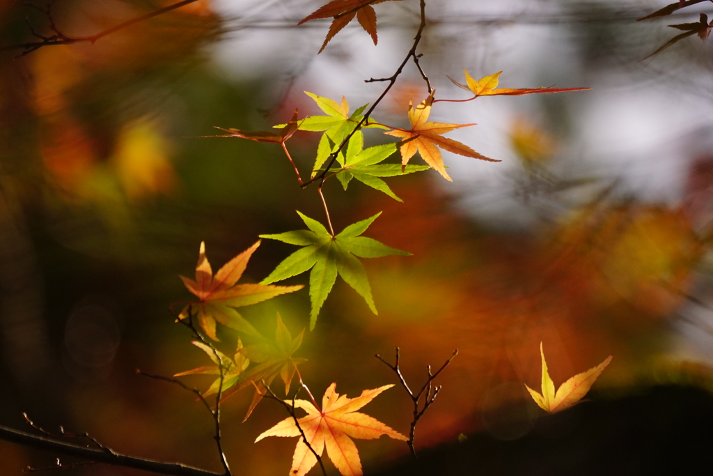 紅葉　DSC00042