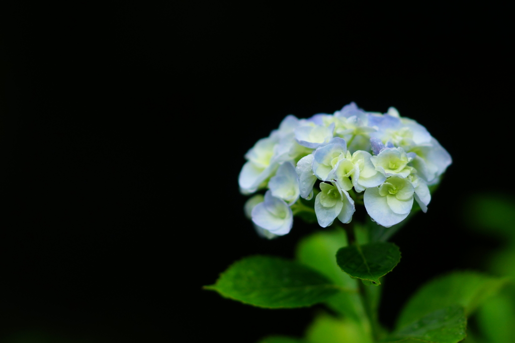 紫陽花　DSC01756