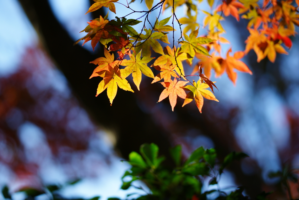 紅葉 DSC03632