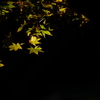 紅葉　DSC07228