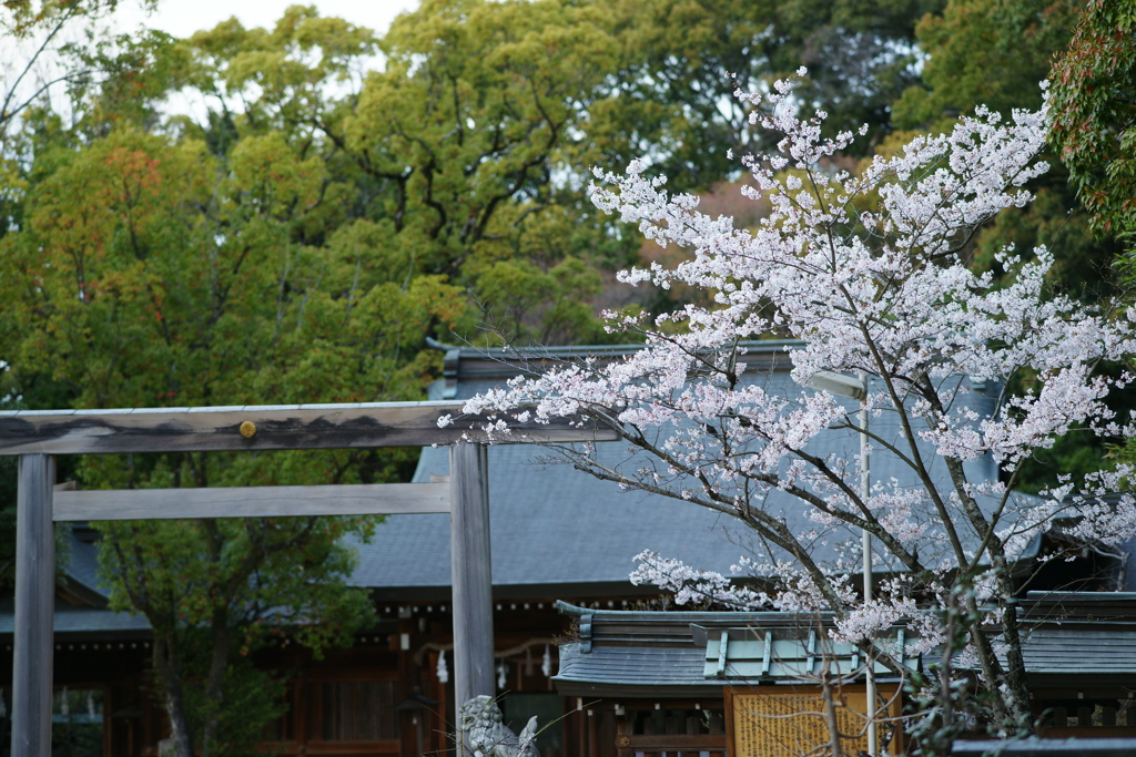 桜 DSC02409