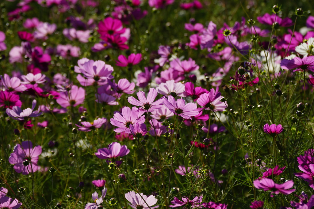 秋桜　DSC09084