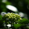 紫陽花 DSC02940