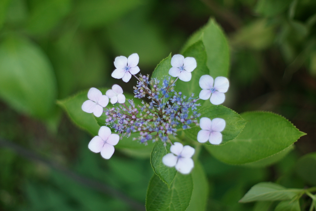 紫陽花DSC00817
