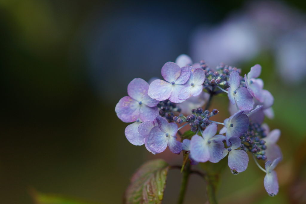 紫陽花DSC00275