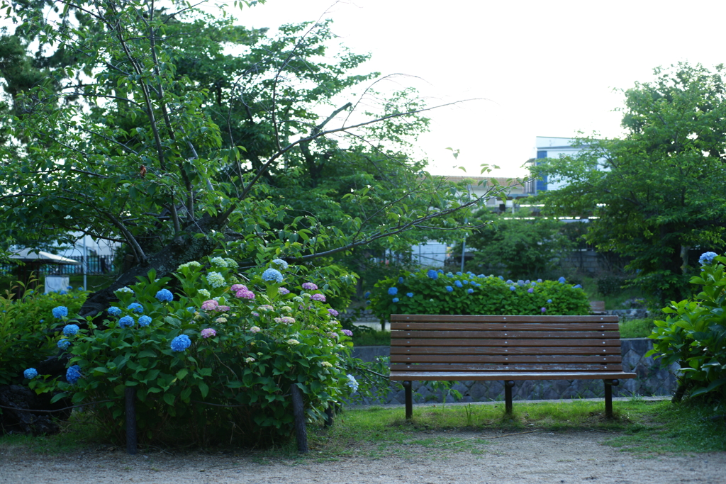 紫陽花DSC04833