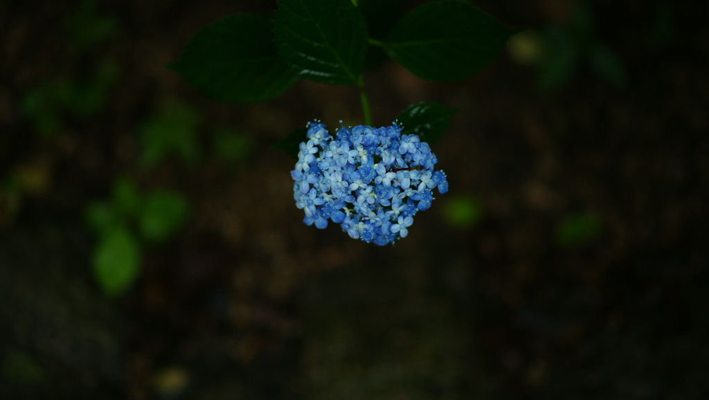 紫陽花　DSC07042