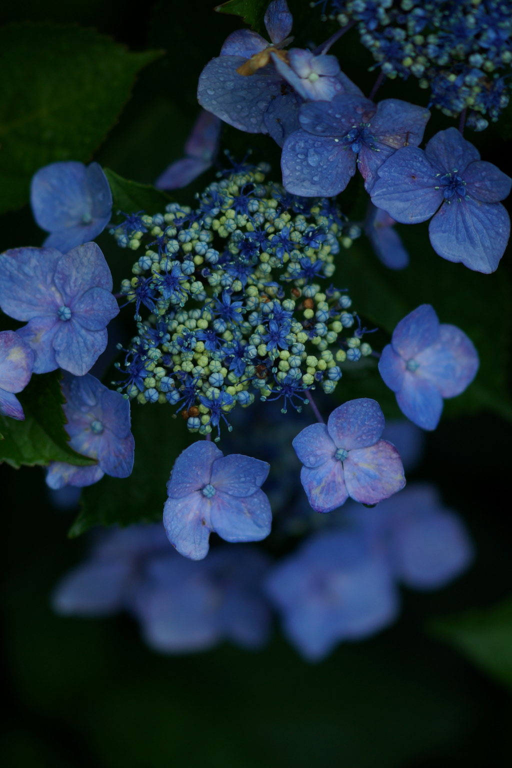 紫陽花DSC00399