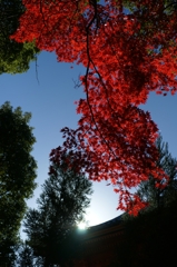 ２０１２　京都　仁和寺２