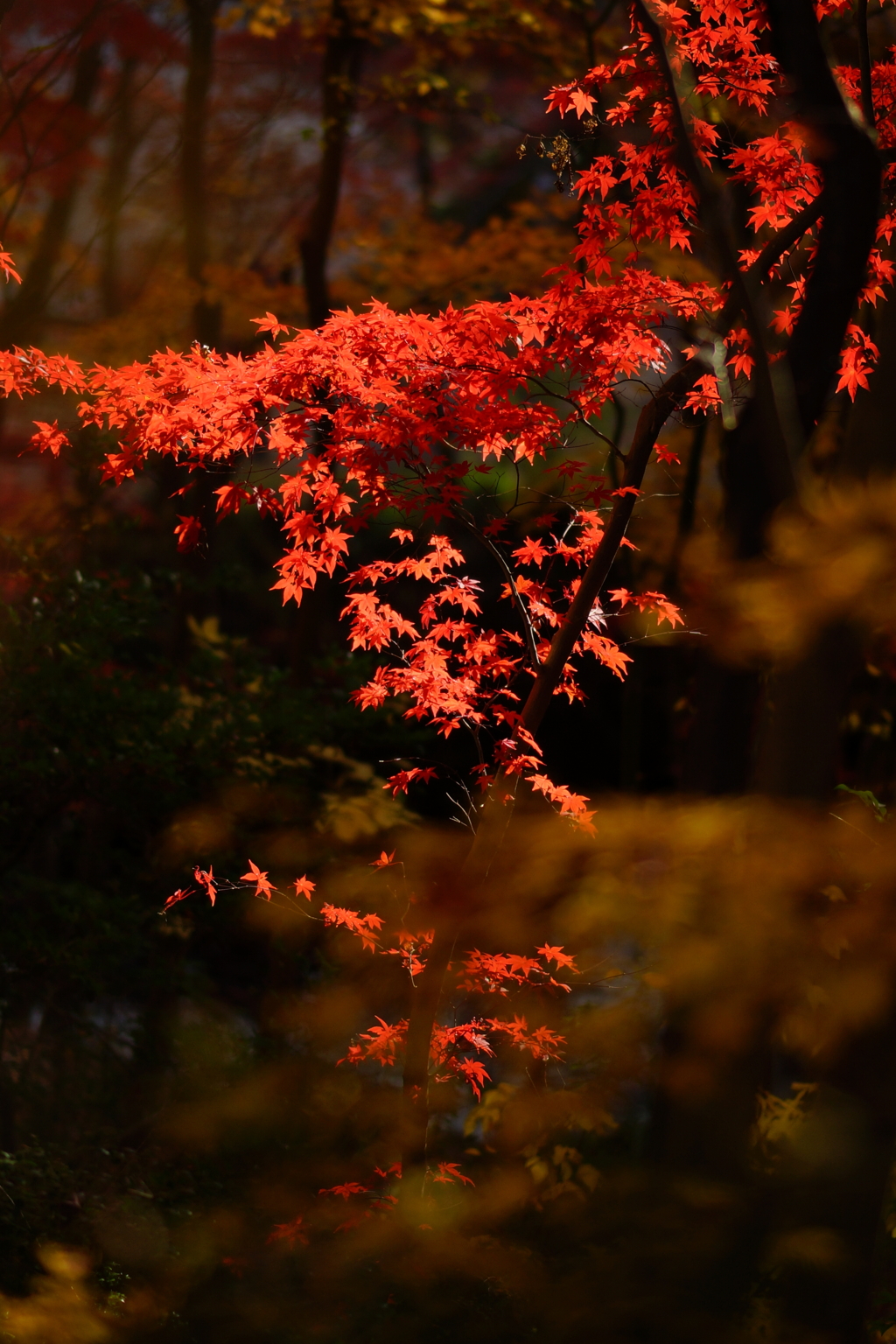 紅葉　DSC02346