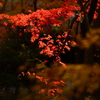 紅葉　DSC02346