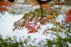 紅葉　DSC05893