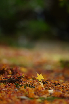 紅葉　DSC01069