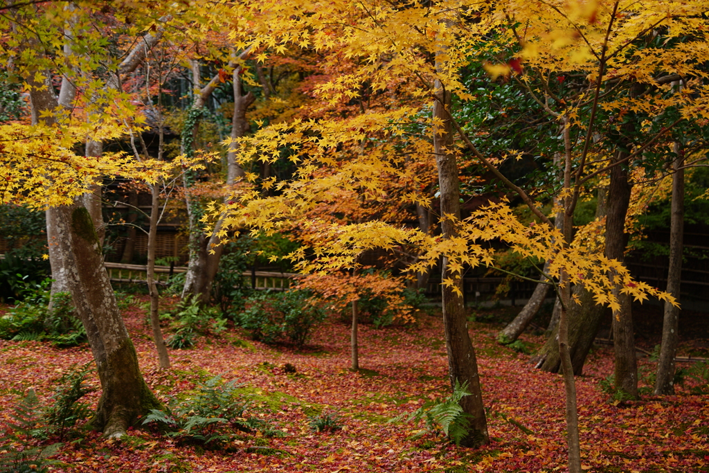 紅葉　DSC01489