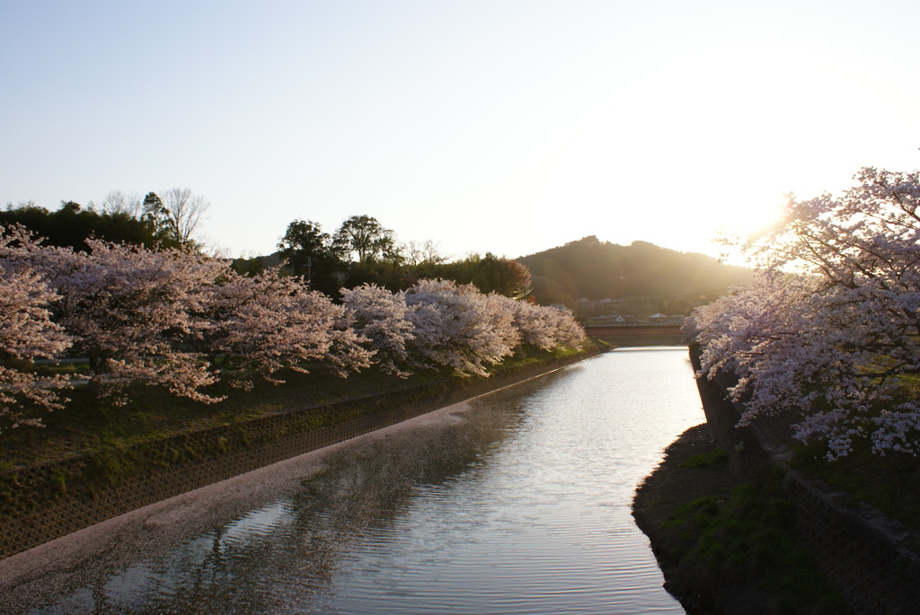 桜　DSC02518