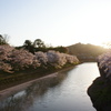 桜　DSC02518