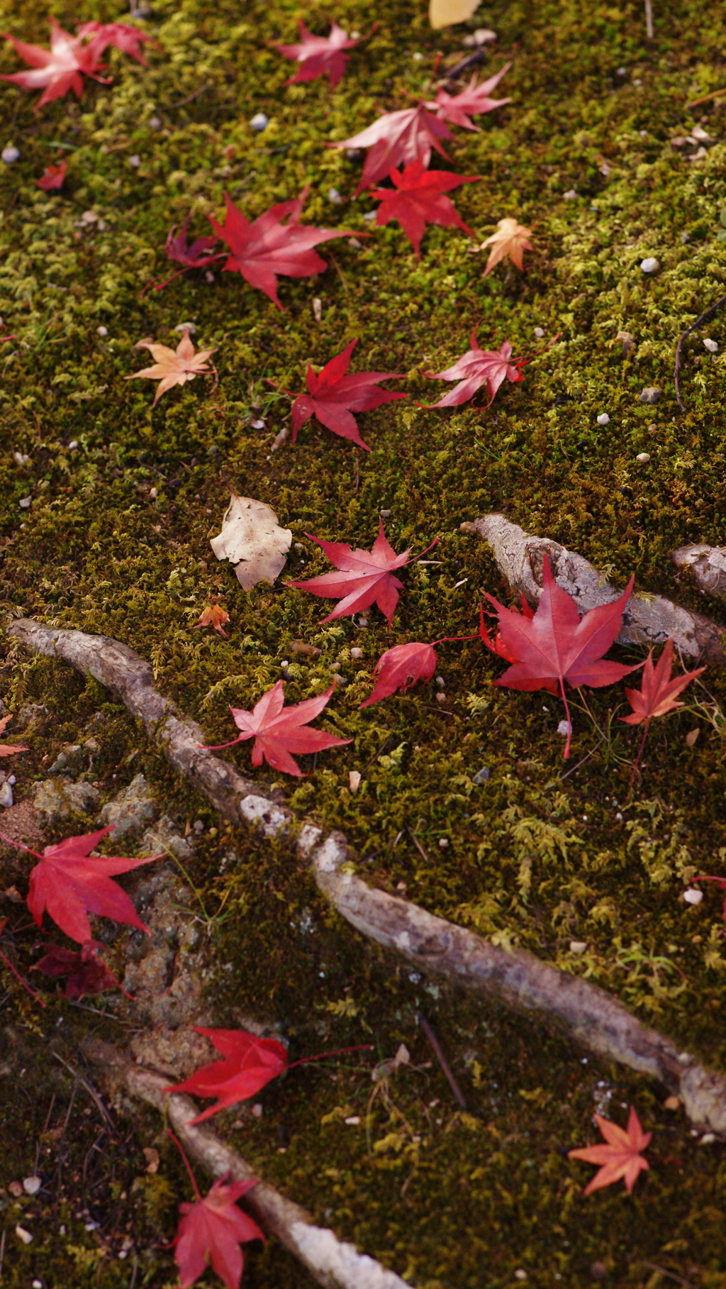 紅葉　DSC07480