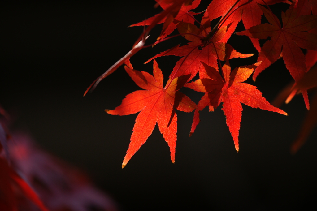 ２０１３　紅葉５