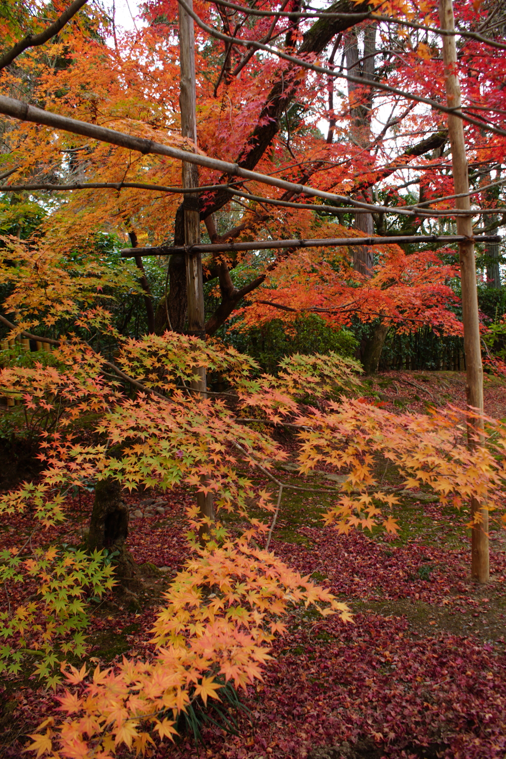 紅葉　DSC09062