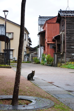 猫　DSC00886