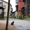 猫　DSC00886