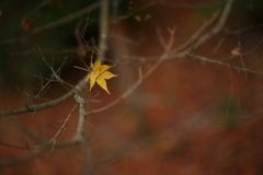 紅葉　DSC05964